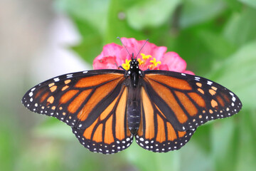 Yellow monarch butterfly on colorful flowers. 