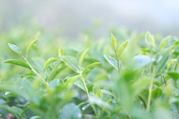 Close up Fresh Tree tea plantations mountain green nature in herbal farm plant background morning. Field of green tea tree leaves tender bud herbal Green tea tree in camellia sinensis organic farm.