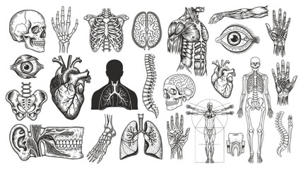 A detailed collection of hand-drawn anatomical illustrations—skulls, hearts, brains, skeletons, and organs—in vintage monochrome style. Ideal for medical art, education, or gothic-themed designs.