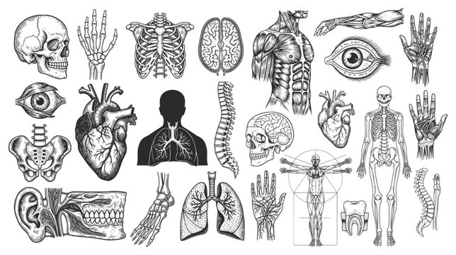 A detailed collection of hand-drawn anatomical illustrations&mdash;skulls, hearts, brains, skeletons, and organs&mdash;in vintage monochrome style. Ideal for medical art, education, or gothic-themed designs.