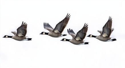 Fototapeta premium Four Canada geese flying in formation against a white sky, wings fully extended in mid-flight displaying graceful movement and unity