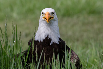 Bald Eagle (Haliaeetus leucocephalus) Close-Up with Open Beak in Grass – Wildlife Photography