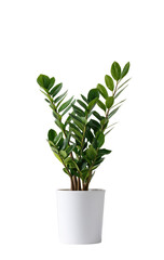 A vibrant, healthy plant in a white pot