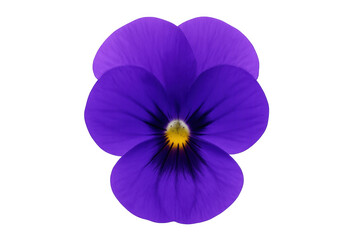 Obraz premium Purple pansy flower blooming, soft petals revealing intricate floral structure, transparent background highlighting delicate botanical beauty