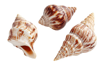 Three seashells, light beige, brown, and dark brown spiral patterns, isolated on black