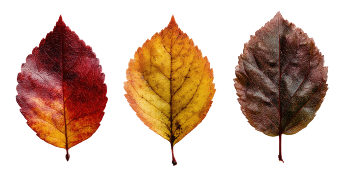 Three autumn leaves, showing hues of red, orange, and brown