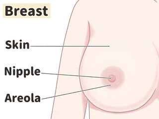 The female breast Clip art PNG