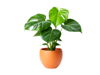 Obraz premium Healthy monstera deliciosa plant in a terracotta pot isolated on transparent background