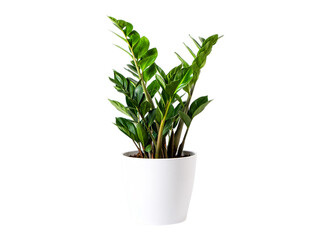 Green zz plant in a white pot isolated on transparent background