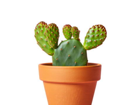 Green prickly pear cactus plant in terracotta pot isolated on transparent background