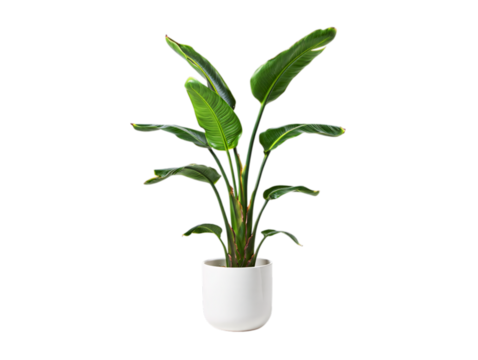 Tall green bird of paradise plant in a white pot isolated on transparent background