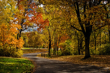 Fototapeta premium autumn in the park