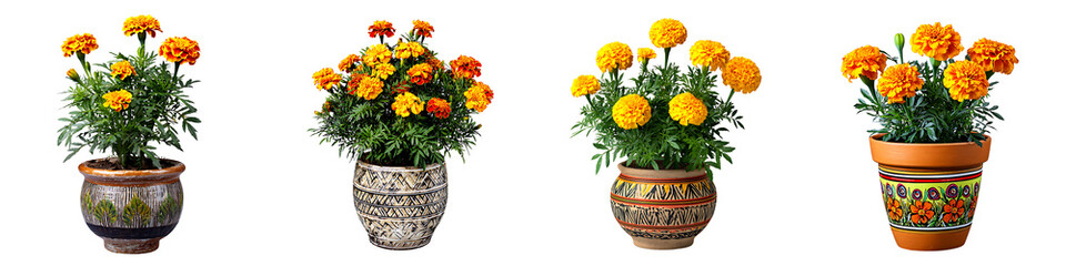 Obraz premium Set of Orange and Yellow Marigolds in Decorative Pots, Isolated on Transparent Background. 