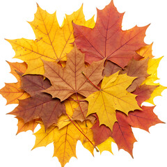 Obraz premium A pile of colorful maple leaves in autumn isolated on transparent background