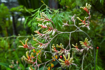 Close-up of Anigozanthos flavidus flowers with fuzzy green and red buds on branching stems in lush garden background, soft natural light.