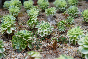 Variegated Aeonium Sunburst succulents growing in gravel soil. Rosette-shaped foliage with green and creamy-white leaves in a cactus garden setting.