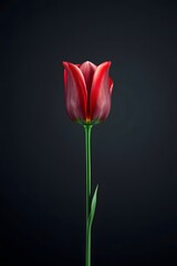 Fototapeta premium Elegant red tulip against a dark backdrop, perfect for floral designs and artistic projects