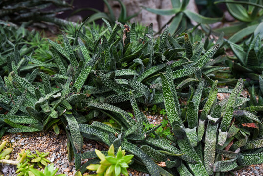 Cluster of Gasteria carinata with mottled green leaves growing in a dry cactus garden, surrounded by gravel and other succulents in a desert landscape.