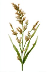 Detailed illustration of grass flower, light beige-tan