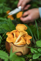 Сhanterelle mushrooms close up macro. Mushroom picker hands picking wild yellow chanterelles...