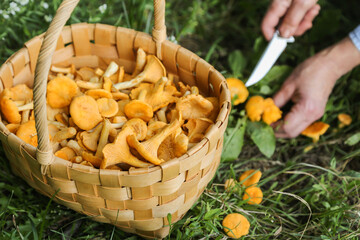 Mushrooms chanterelle harvest. Wild forest chanterelles in basket in grass close up. Mushroomer...