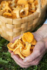 Сhanterelle mushrooms in mushroom picker hands in basket. Mushroomer picking wild forest yellow chanterelles mushroom harvest close up