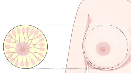 Female breast anatomy Ducts and Lobules Unlabeled diagram PNG