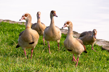 Group of Egyptian Geese Grazing by a Lakeside