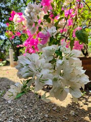 A vibrant close-up of white and pink Bougainvillea flowers, showcasing their delicate petals and...