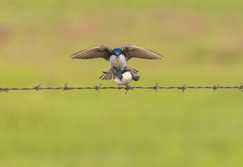 Mating Tree Swallows