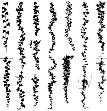 Silhouette illustration of various ivy vines hanging vertically, showcasing different leaf densities and stem patterns against a white background.