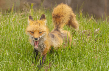 Red Fox Yawning