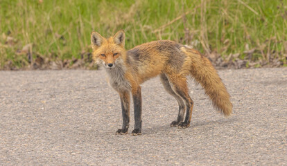 A Red Fox Standing And Looking