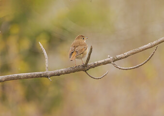 Hermit Thrush On A Branch