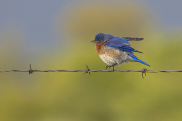 Eastern Bluebird Perching On A Wire