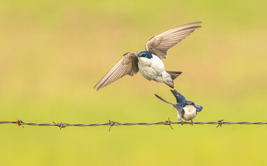 Mating Tree Swallows