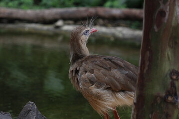 Red-legged Seriema Standing by Water