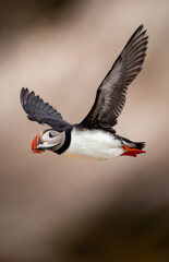 Puffin with its catch returning to its burrow