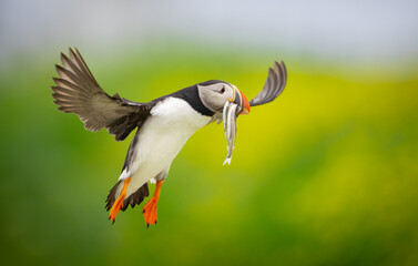 Puffin with wings spread on landing approach