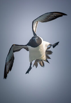 Frontal flying approach of a razorbill