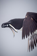 Close up view of a razorbill and its catch