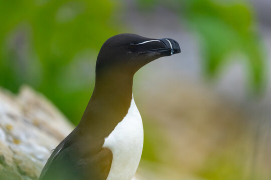 Side view close up of a razorbill 
