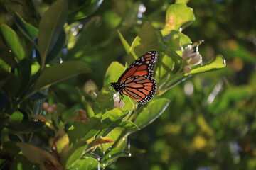 monarch butterfly on a flower 