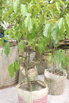 Flacourtia jangomas fruit on tree in farm