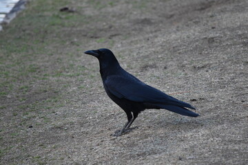 Obraz premium Nara Raven