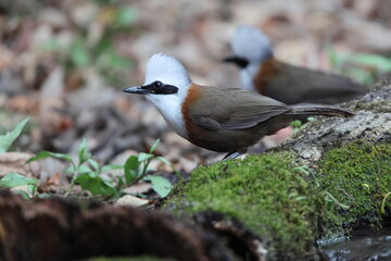 The white-crested laughingthrush (Garrulax leucolophus leucolophus) is a member of the family Leiothrichidae. This photo was taken in India.