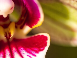 abstract macro background close-up