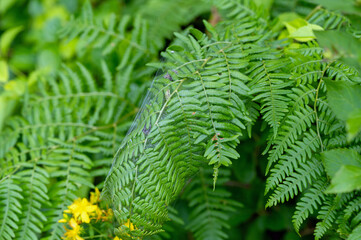 Nursery Web Spiderlings (Pisaurina mira) in fern nursery web
