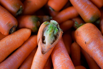 The green root of a carrot is split and exposed in a carrot that is around other carrots.