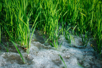 Watering of nature rice field on rice paddy green color lush growing is a agriculture in asia
